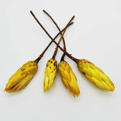Protea repens yellow small - 30ks