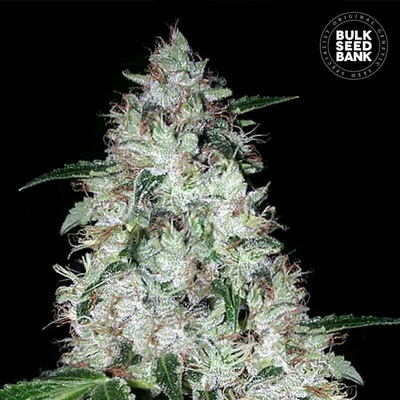 Bulk Seed Bank AUTO OG Kush semena neobsahují THC 10 ks