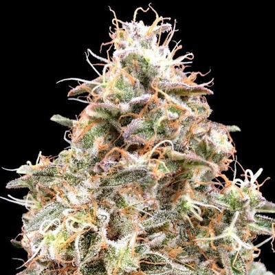 Advanced Seeds Auto Forbidden Fruit Cake semienka neobsahujú THC 1 ks