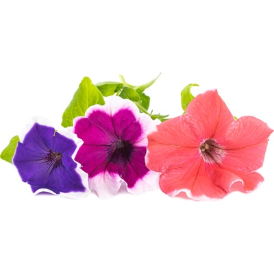 Veritable Вложка за семена Lingot декоративни растения каскадна петуния (VLIN-D5-Pet06D)