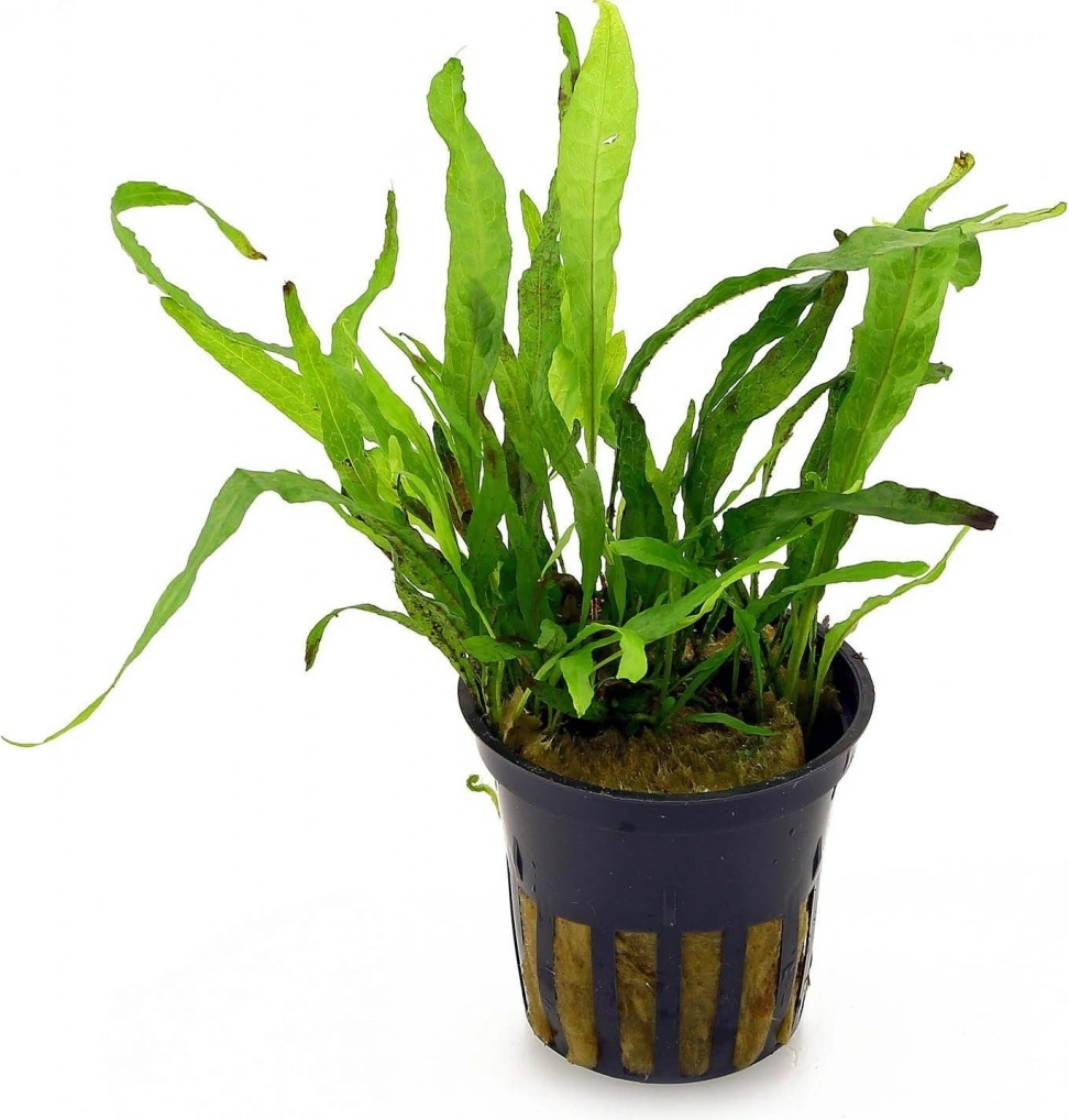 Microsorum pteropus Narrow
