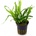 Microsorum pteropus Narrow