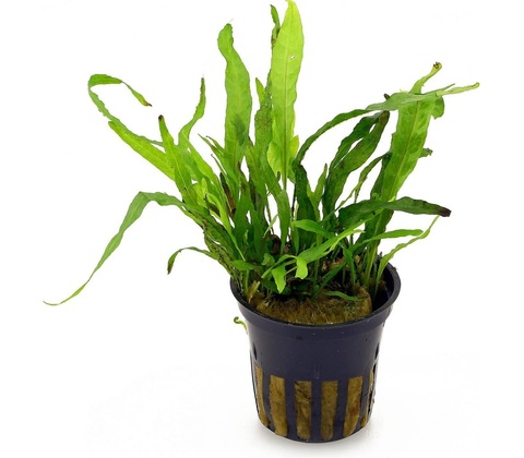 Microsorum pteropus Narrow