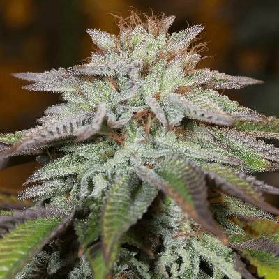 Silent Seeds L.A. Vanilla Cake AUTO semena neobsahují THC 3 ks