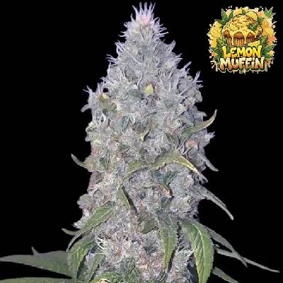 Ganja Farmer Lemon Muffin Fast semienka neobsahujú THC 5 ks