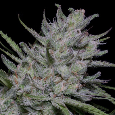 Big Head Seeds Bighead Superfast AUTO semena neobsahují THC 10 ks