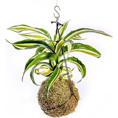 Gardners Kokedama Dracaena fragrans mix (M) Dracéna lemovaná, dračinec 1 ks