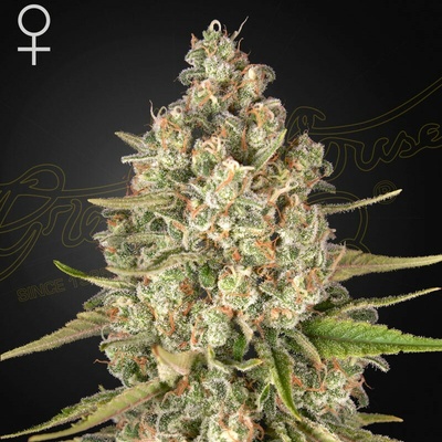 Green House Seed Lost Pearl semienka neobsahujú THC 10 ks