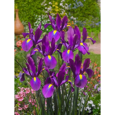 Kosatec 'Purple sensation hollandica' 10 ks – Zbozi.Blesk.cz