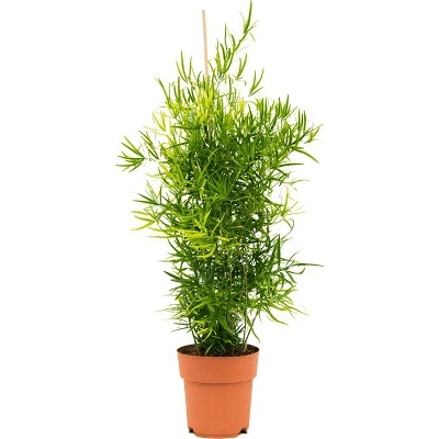 Asparagus falcatus pyramid 19x70 cm