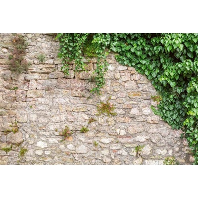 Dimex MS-5-2405 Vliesová fototapeta Kamenná zeď s listy rozměry 375 x 250 cm