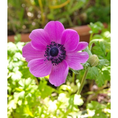 Sasanka Sylphide - Anemone sylphide - predaj cibuľovín - 3 ks
