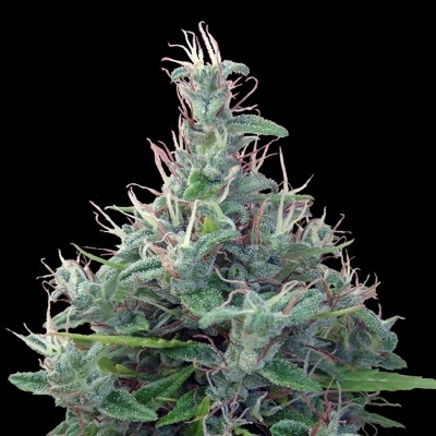 Ace Seeds Lebanese regular semienka neobsahujú THC 10 ks