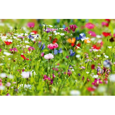 DIMEX ART Флизелинов фототапет малки цветя 375 x 250 см