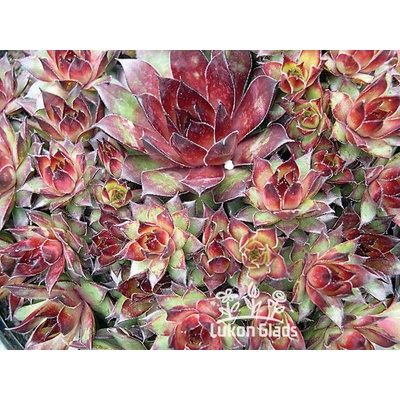 Sempervivum BRUNCO - netřesk