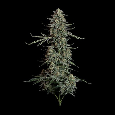 Seedsman Blue Dream Auto semienka neobsahujú THC 1 ks