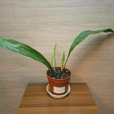 Aspidistra Elatior Milky Way "S" č3