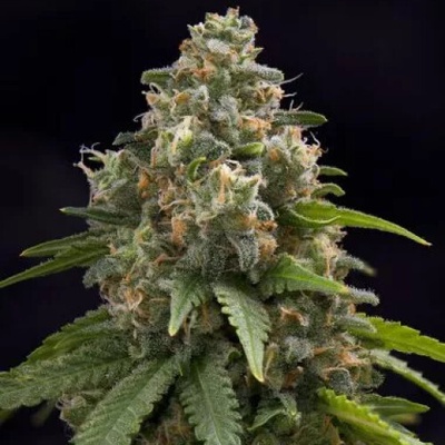 PowerStrains Creamy Caramel F1 Early semena neobsahují THC 5 ks