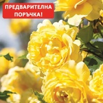 David Austin® Щамбова Роза The Poet' s Wife® - David Austin®