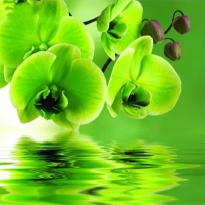 Зелени орхидеи 15/15 см