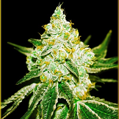Anaconda Seeds Northern Sky Automatic semienka neobsahujú THC 100 ks