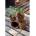NORTENE Growing Pots 8x8 cm 14/pack (160003)