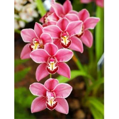 Червени орхидеи 25/35 см