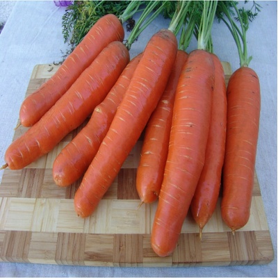 Mrkva Aneta F1 - Daucus carota - semená - 900 ks