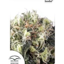 Dutch Passion Snow Bud semena neobsahují THC 3 ks