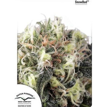 Dutch Passion Snow Bud semena neobsahují THC 3 ks
