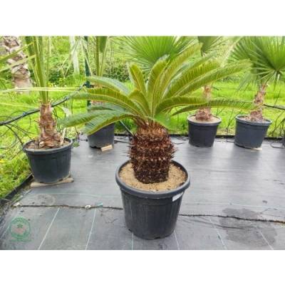 Cykas japonský (Cycas revoluta) - výška 60-80 cm, kont. C30L