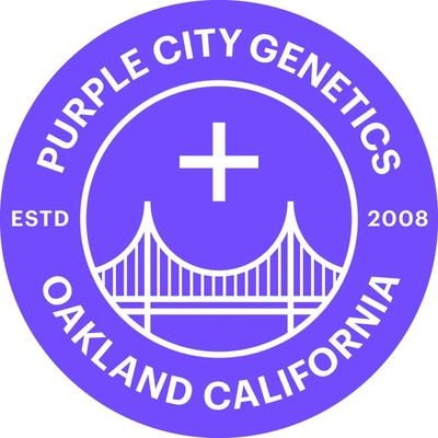 Purple City Genetics Fillmore Slim semena neobsahují THC 3 ks