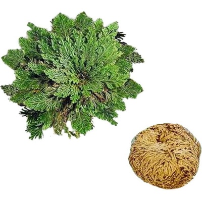 GFT Karafa krištáľová lebka 0,7 l