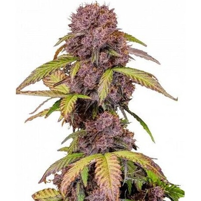 Fastbuds Lemon Cherry Cookies Auto semienka neobsahujú THC 10 ks