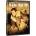 MagicBox Лагер 17 - dvd (020309)