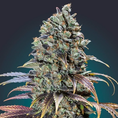 00 Seeds Bank Chocolate Cream semienka neobsahujú THC 3 ks