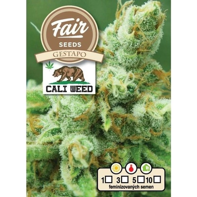 Fair Seeds Gestapo semena neobsahují THC 10 ks