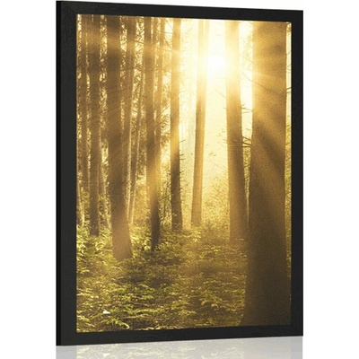 Plakát východ slunce v lese - 40x60 white