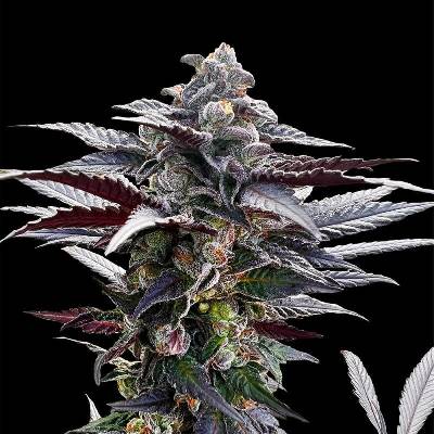 Silent Seeds Pink Sunset semena neobsahují THC 5 ks