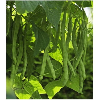 Fazuľa kolíková Algarve - semená fazule - Phaseolus vulgaris - 20 ks
