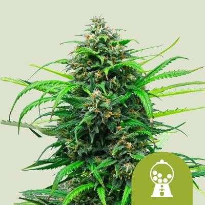 Royal Queen Seeds Pink Runtz Auto semienka neobsahujú THC 10 ks
