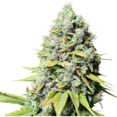 Super Sativa Seed Club Kosher Haze semienka neobsahujú THC 8 ks