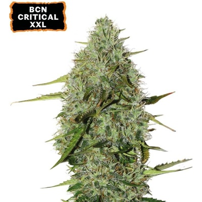 Seedstockers BCN Critical XXL AUTO semena neobsahují THC 3 ks