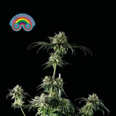 SEEDSMAN Peyote Zkittlez semienka neobsahujú THC 10 ks