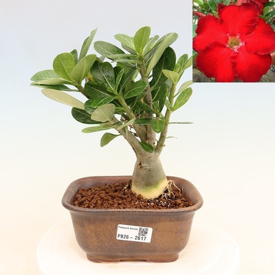 e-bonsai Pokojová bonsai - Adenium obesum Red Star - Pouštní růže