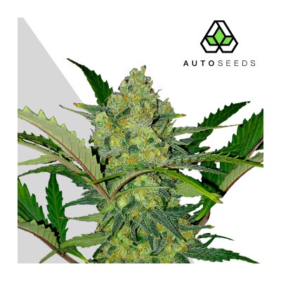 Auto Seeds Ultra Lemon Haze Auto semienka neobsahujú THC 5 ks