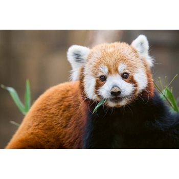 DIMEX ART s. r. o Флизелинов фототапет сладка червена панда 375 x 250 см