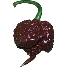 CHILLIMAT Chilli semena Carolina Reaper Chocolate 10 ks
