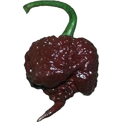 CHILLIMAT Chilli semena Carolina Reaper Chocolate 10 ks