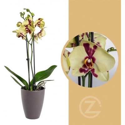 Orchidej Můrovec, Phalaenopsis Aneta, 2 výhony, žluto - vínová – Zboží Mobilmania